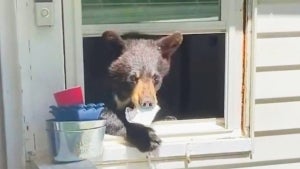 Bear With a Sweet Tooth Breaks Into Woman’s Connecticut Home