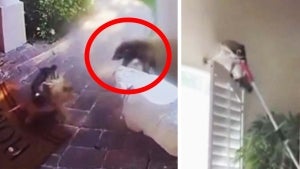 Pregnant Raccoon Chases After a Dog and Then Invades Florida Home