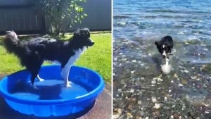 Expert Gives Warning Signs to Keep Your Dog Safe From Water Intoxication