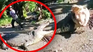 Man and His Son Capture 14-Foot-Crocodile Slithering Into Indonesian Village