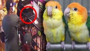Staff at New Jersey Pet Store Searching for Suspects Who Stole Exotic Caique Parrots
