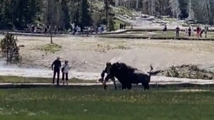 Colorado Man Gored by Charging Bull Bison at Yellowstone National Park 