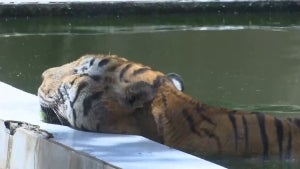 Baghdad Zoo Staff Get Creative in Keeping Animals Cool in Soaring Heat