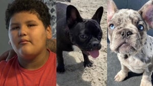 12-Year-Old Distraught After 2 of His French Bull Dogs Are Stolen in California