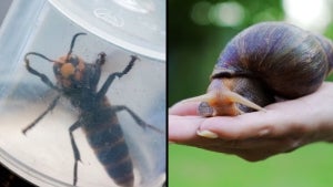 Murder Hornets, African Land Snails and Other Creepy Invasive Species