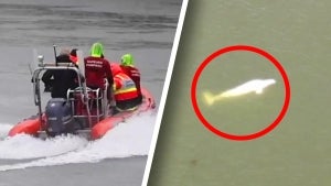 Underweight Beluga Whale Lost in France’s Seine River