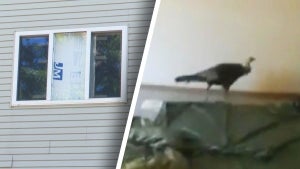 Wisconsin Cops Rescue Turkey That Broke Into an Apartment Complex