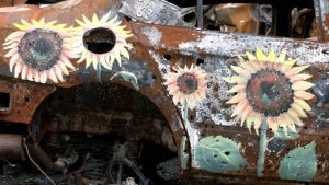 Artists Paint Sunflowers on Burnt-Out Cars in Ukraine as Sign of Resilience