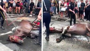 New York City Carriage Horse Collapses in the Middle of the Street 