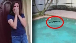 Woman Calls Sheriff on Alligator Swimming in Her Pool in Florida