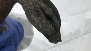 California Wildlife Officials Find Ducks With Beaks Sheared Off