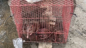 ‘Rat to Cash’ Program Pays People for Rodents in Philippines City of Marikina