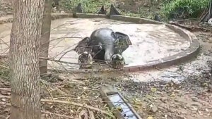 Rescuer Breaks Wall of Pond to Help Wild Elephant Escape in China