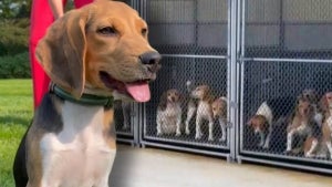 Where Are the 4,000 Beagles Rescued From Closed Breeding Facility in Virginia?