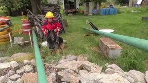 More Than 30 Rescue Dogs Trained to Rescue Humans in Mexico City