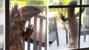 Florida Homeowner Encounters Massive Lizard on Window