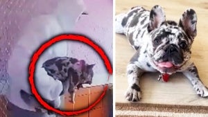 Thieves Steal $7,000 Pregnant French Bulldog From California Home