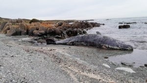 Mystery as 14 Whales Found Dead Washed Up on Australian Beach