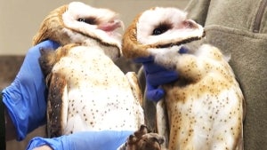 Wisconsin Rehab Center Nurses Rare Barn Owls Back to Health