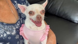 California Mail Carrier Refuses to Deliver to Home With 7-Pound Chihuahua