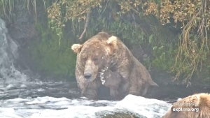 Vote for the Chunkiest Brown Bear in Alaska During Fat Bear Week 2022