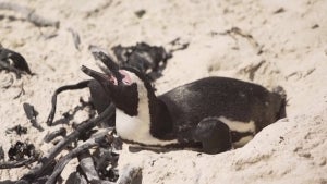 Avian Flu Kills Dozens of Penguins in South Africa