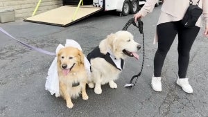 68 Dog Couples Wed in Illinois While Attempting Guinness World Record
