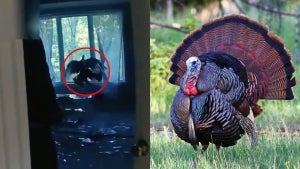 Wild Turkey Flies Into Ohio Home, Then Flies Out