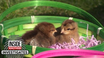 Chicks and Ducks