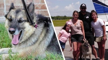 Family Reunites With Stolen Dog 