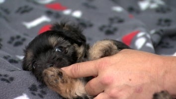Adorable puppy rescued from Tennessee home