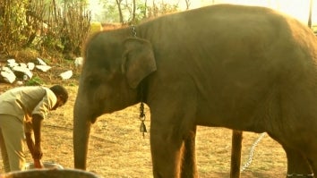 Oscar-Winning Elephant Attracts Tourists