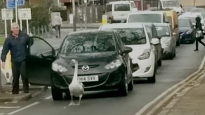 Angry driver gets out of his car to approach the swan holding up traffic. 