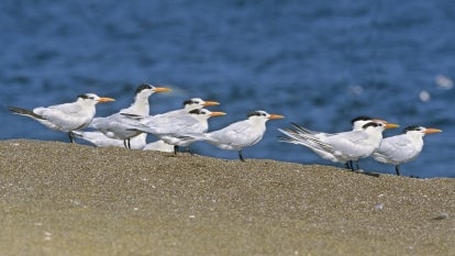 Gathering of adult elegant terns on sand