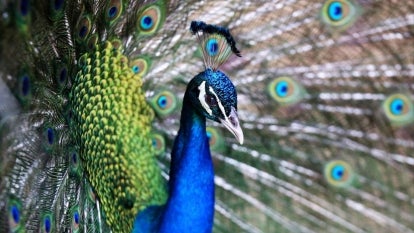 A Peacock is pictured in its enclosure at the Kuwait Zoo in thr capital Kuwait City.