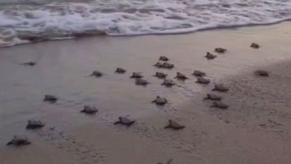 100 Newly Hatched Endangered Turtles Guided Into Sea