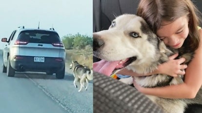 Rescued husky with his new family