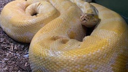Cara, the 12-foot Burmese python that is on the loose. 