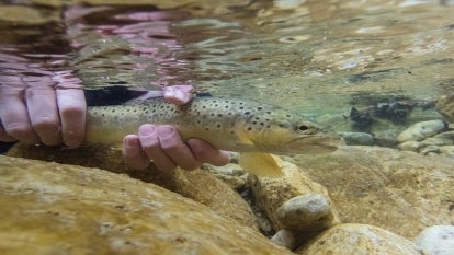 Trout can become addicted to meth, new study shows.