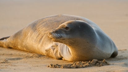 A stock image of a monk seal. 