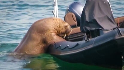 Wally the Walrus Hoists Himself Onto a Boat for a Ride