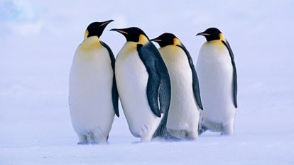A stock photo of Emperor Penguins in Antartica