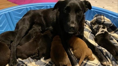 Pepper surrounded by her new adopted litter of newborn puppies.