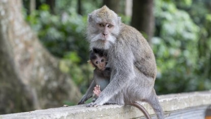 Two long tailed Balinese Macaque at Padangtegal Great Temple of Death in Bali, Indonesia on August 13, 2019.