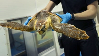 Rescued loggerhead sea turtle