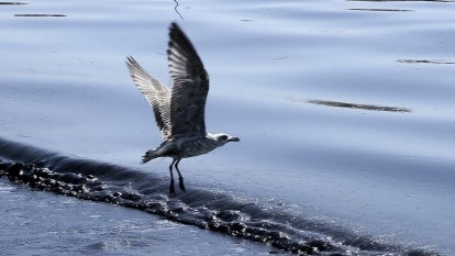 A seagull flies over oil covered sea, which leaked from a sinked cargo ship, causing an environmental disaster in Athens, Greece on September 14, 2017