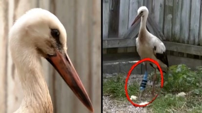 Stork with prosthetic limb