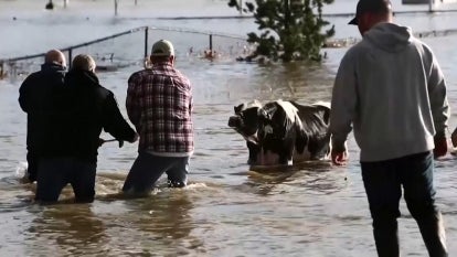 Cow Saved From Flood Waters by Being Pulled on Jet Ski