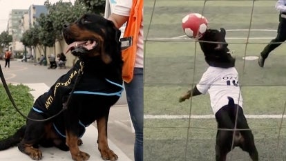 This Police Dog Is Also a Talented Soccer Goalie