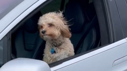 Dog Appears to Drive Tesla Alone on Highway